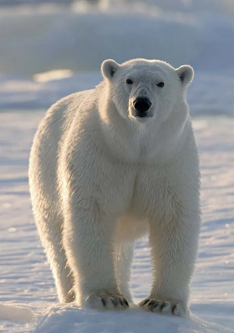 Животное 024