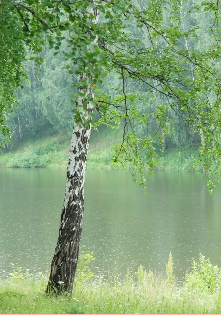 Дерево 104