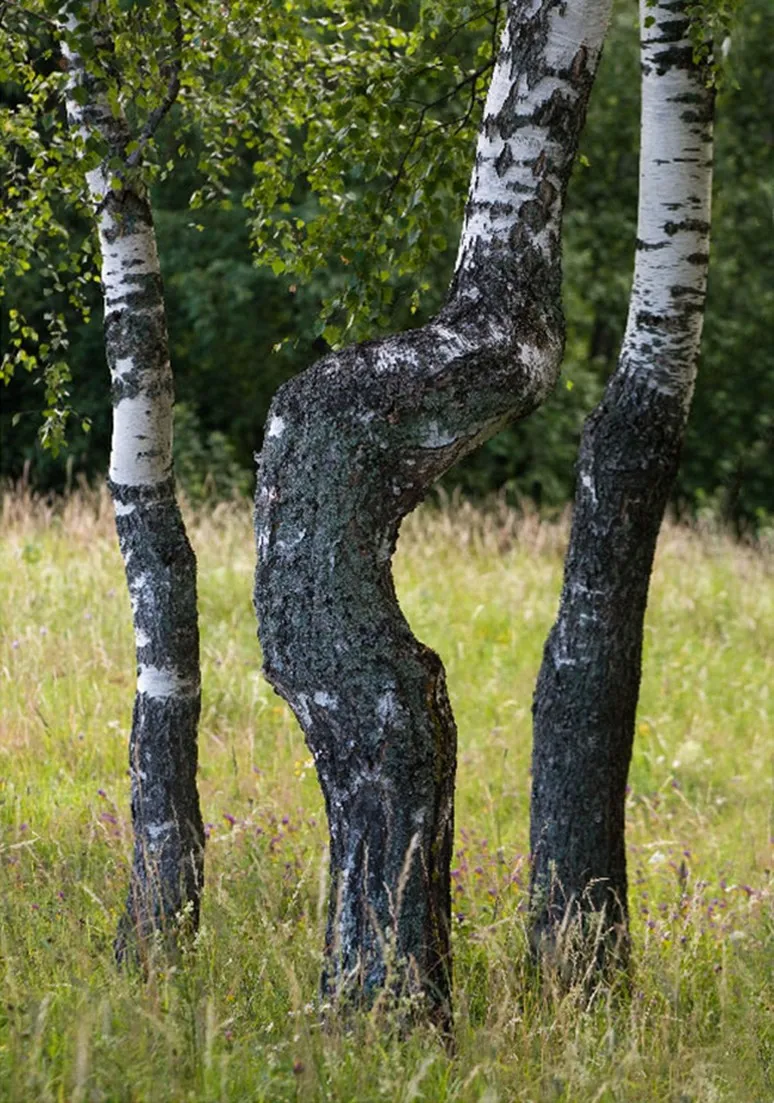 Дерево 110